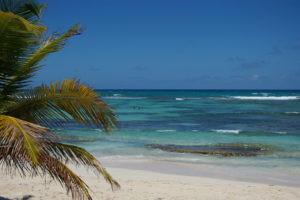 Palm tree and aqua sea