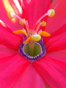 Center of pink flower