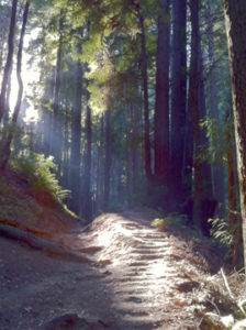 Sunlit Path in Redwoods - when not feeling joy in life, find your truth