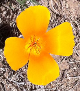 Orange poppy in full bloom