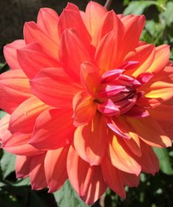 red orange flower full bloom - are your fears making you give up on your dreams?