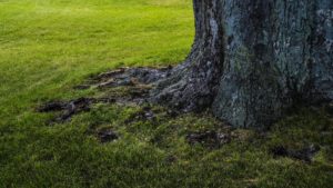 Big tree roots