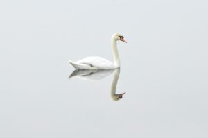 Swan in still water, with reflection