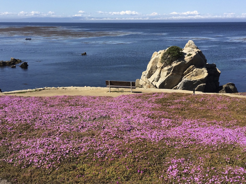 Bench overlooking blue ocean with bright pink flowers